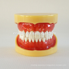 China Medical Anatomical Model Hard Gums 28 Teeth Standard Dental Jaw Model 13013